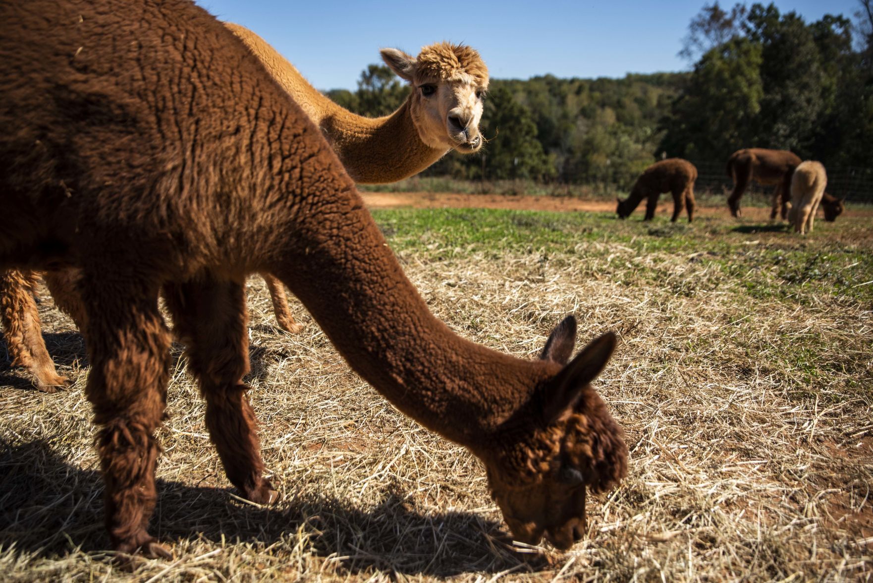 Smith Mountain Lake Alpaca Farm